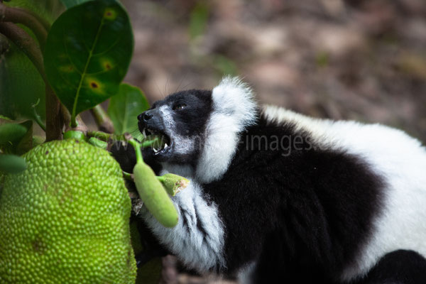Black & White Ruffed Lemur