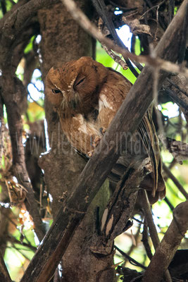 Madagascar Scops Owl