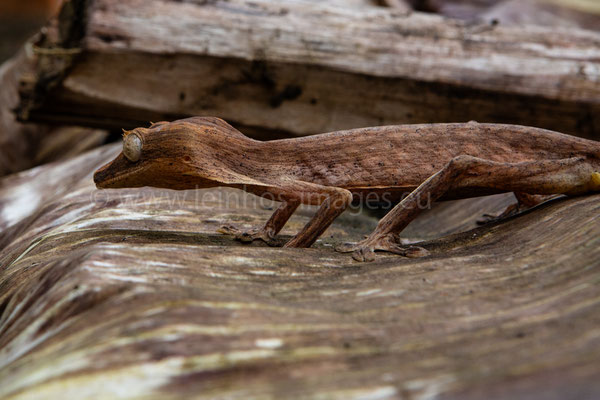 Gecko