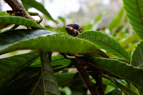Panther Chameleon