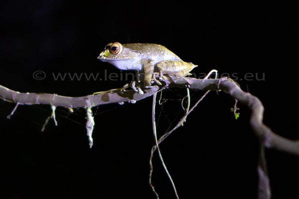 Madagascar Bright-eyed Frog