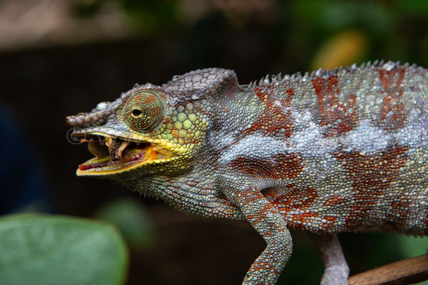 Panther Chameleon