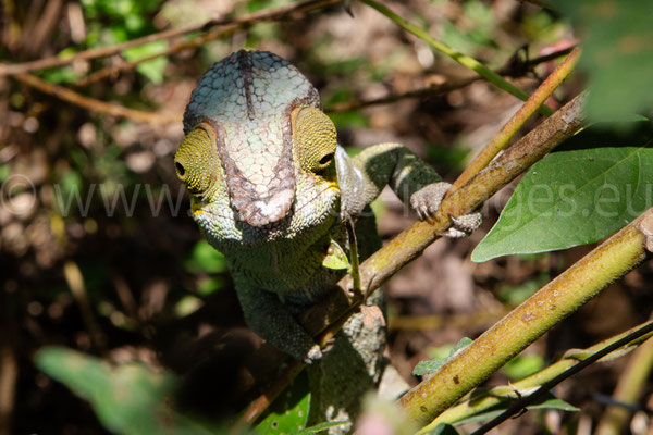 Panther Chameleon