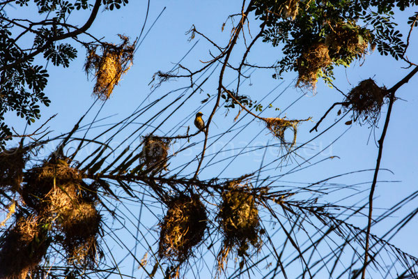 Sakalava Weaver