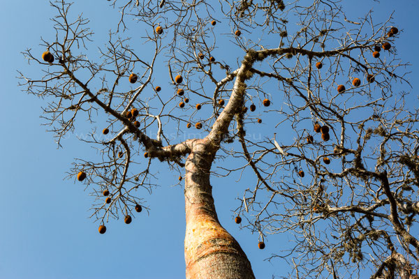 Fony Baobab tree