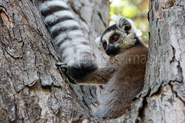 Ring-tailed Lemur