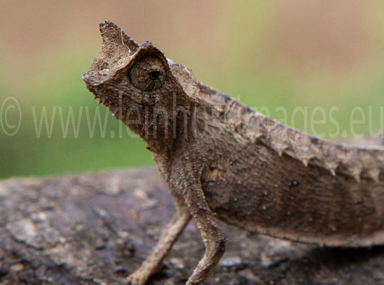 Plated Leaf Chameleon