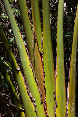 Traveller's Palm