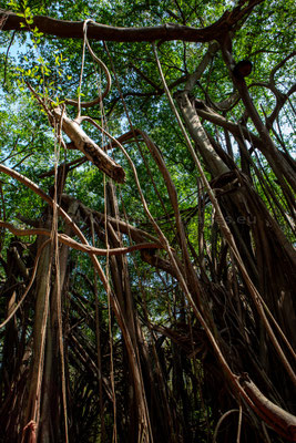 Banyan tree
