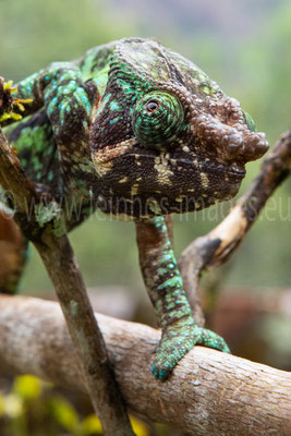Parson's Chameleon 