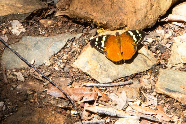 Madagascar Forest Nymph