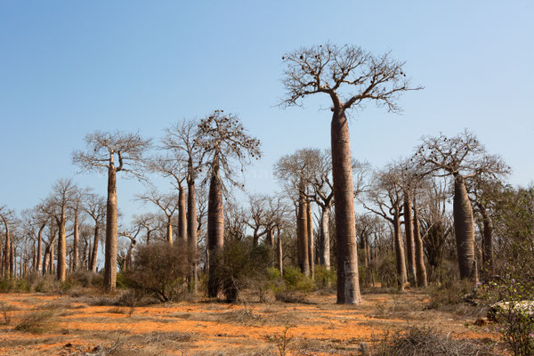 Baobab tree forest