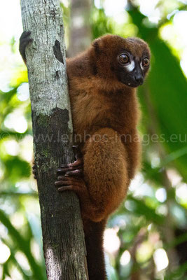 Red-bellied Lemur