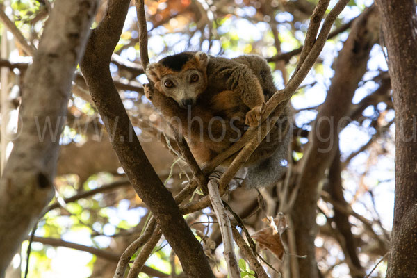 Crowned Lemur