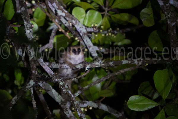 Dwarf Lemur