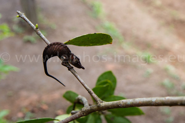 Northern Blue-nosed Chameleon