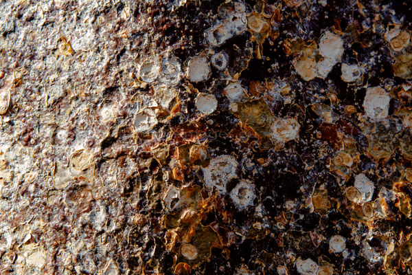 Baobab bark