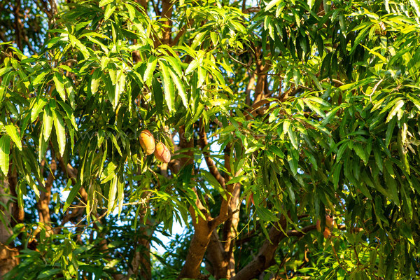 Mango tree