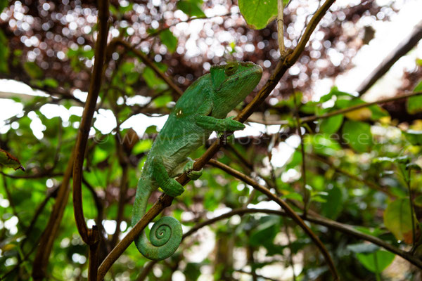 Petter's Chameleon