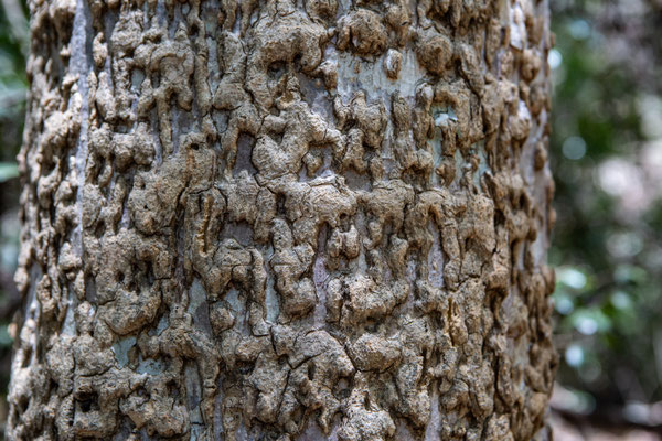 Tree bark