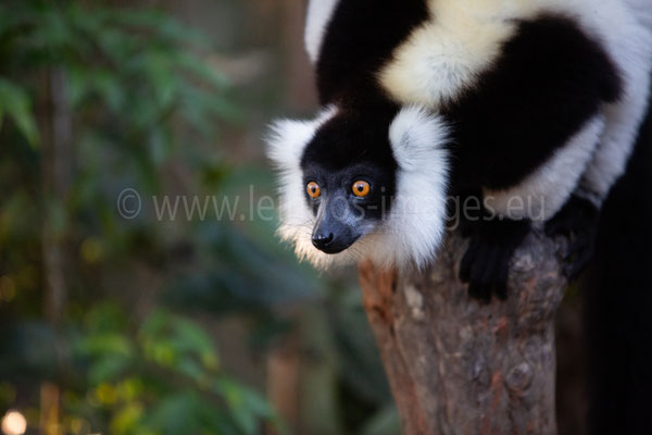 Black & White Ruffed Lemur.