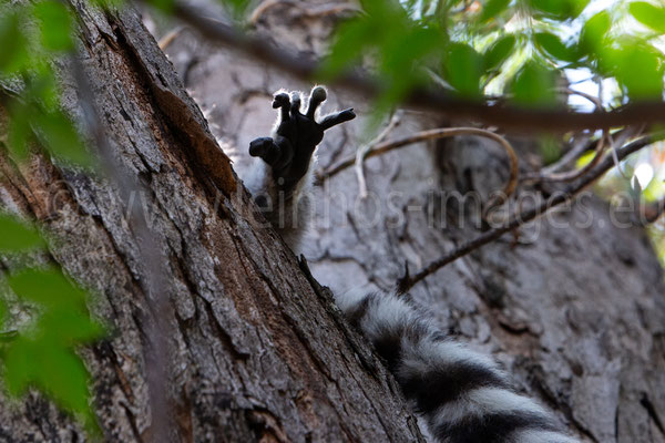 Ring-tailed Lemur