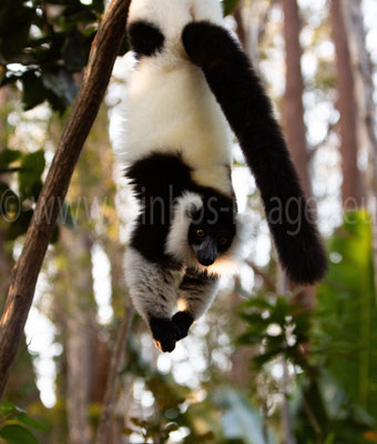 Black & White Ruffed Lemur