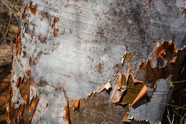 Baobab bark