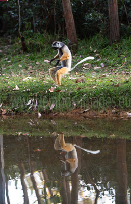 Diademed Sifaka