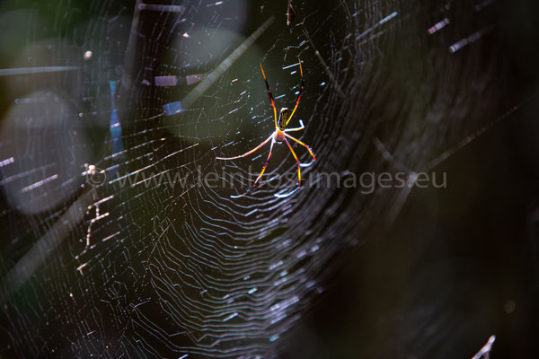 Spider