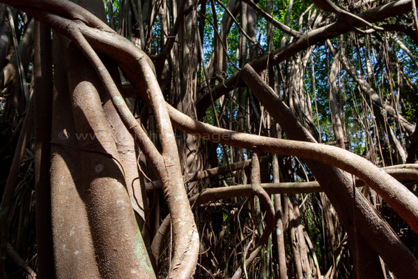 Banyan tree