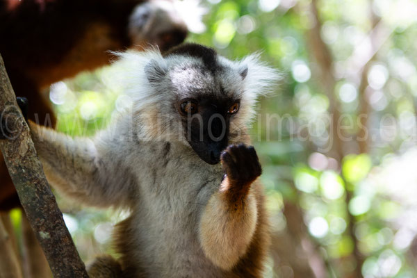 Black Lemur female
