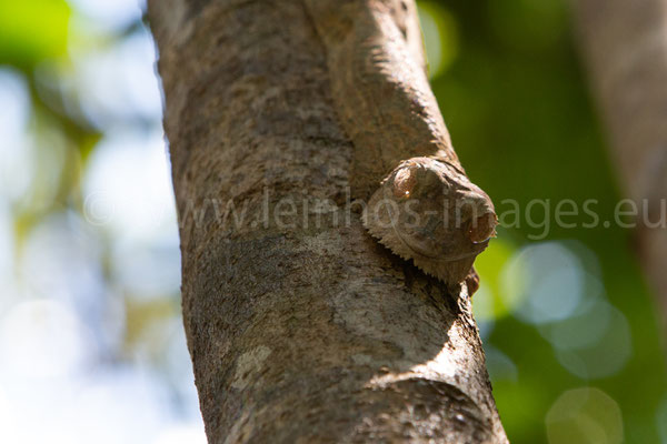 Common Leaf-tailed Gecko