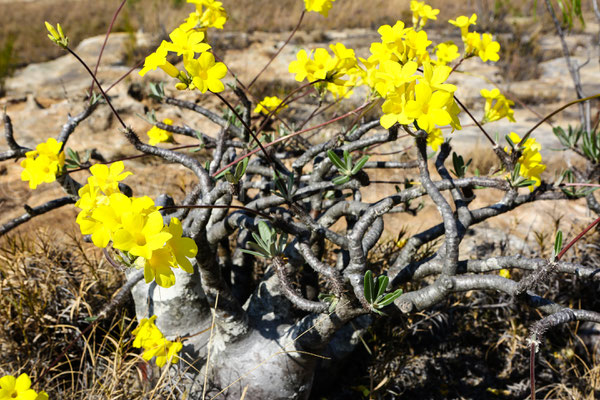 Pachypodium