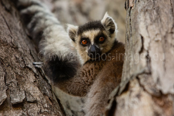 Ring-tailed Lemur