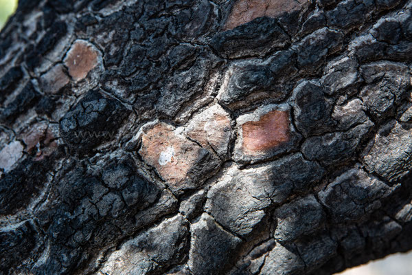 Tree bark