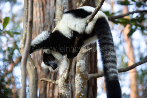 Black & White Ruffed Lemur