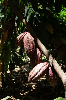 Cocoa