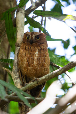  Madagascar Scops Owl