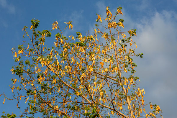 Tamarisk