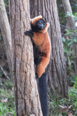 Red Ruffed Lemur