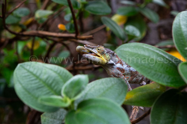Panther Chameleon