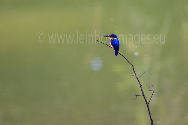 Malachite Kingfisher 