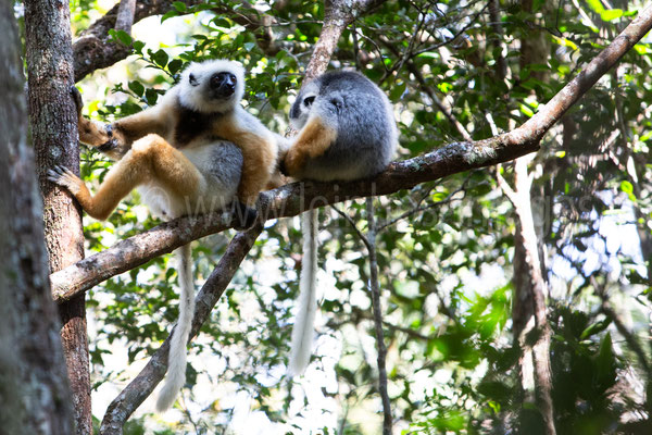 Diademed Sifaka