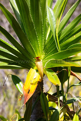 Traveller's Palm
