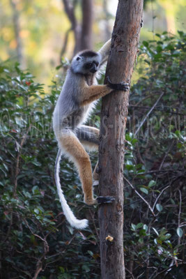 Diademed Sifaka