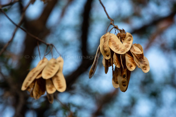 Tamarisk