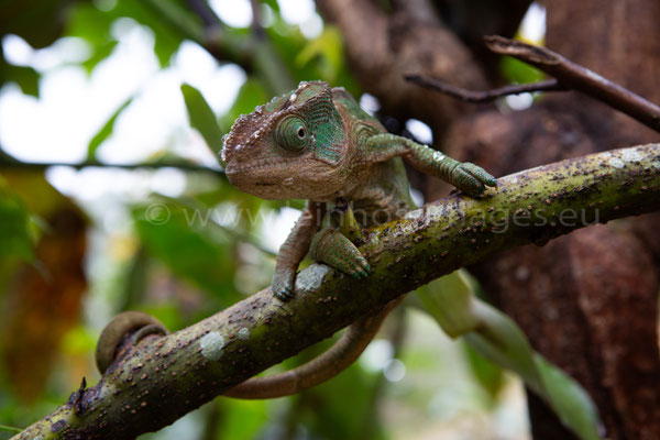 Parson's Chameleon 