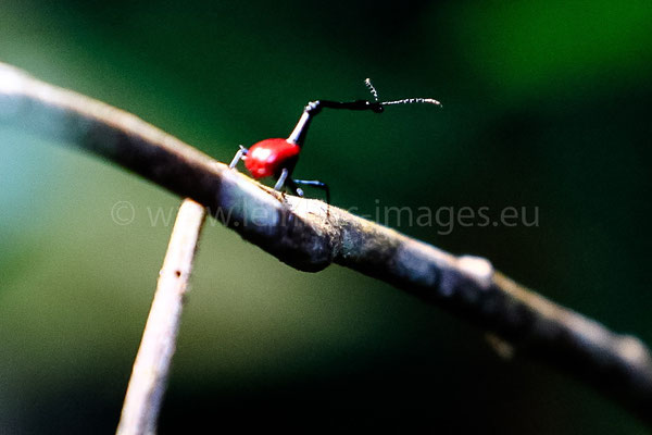 Giraffe-necked Weevil