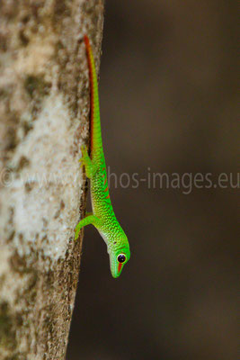 Giant Day Gecko